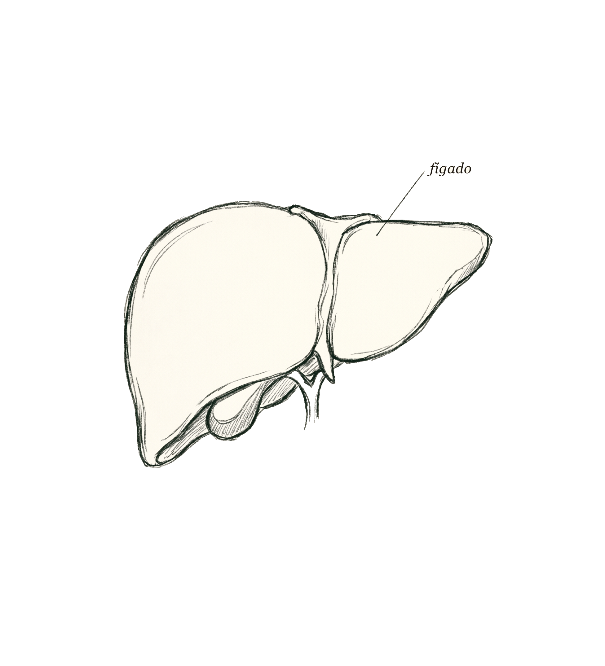 Ilustração anatômica do fígado