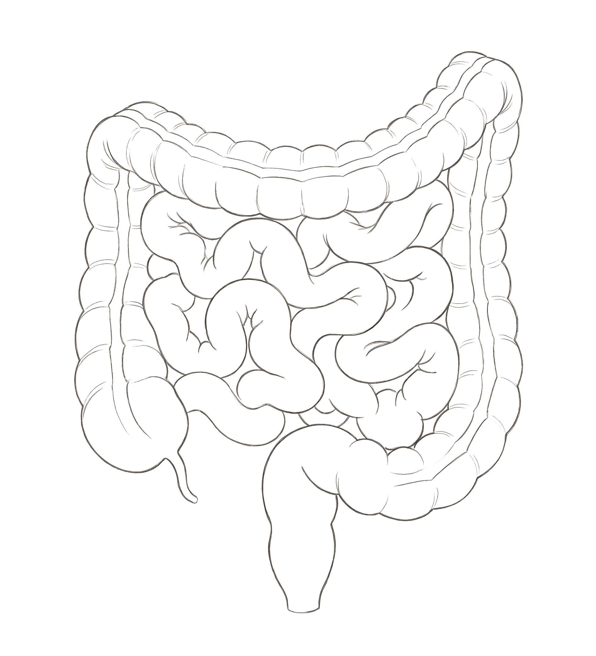 Ilustração anatômica do intestino